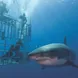 Dive with Great White Sharks in Guadalupe