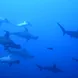 Hammerheads in Socorro