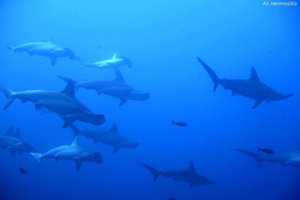 Hammerheads in Socorro