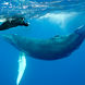 Humpback Whales Socorro Mexico