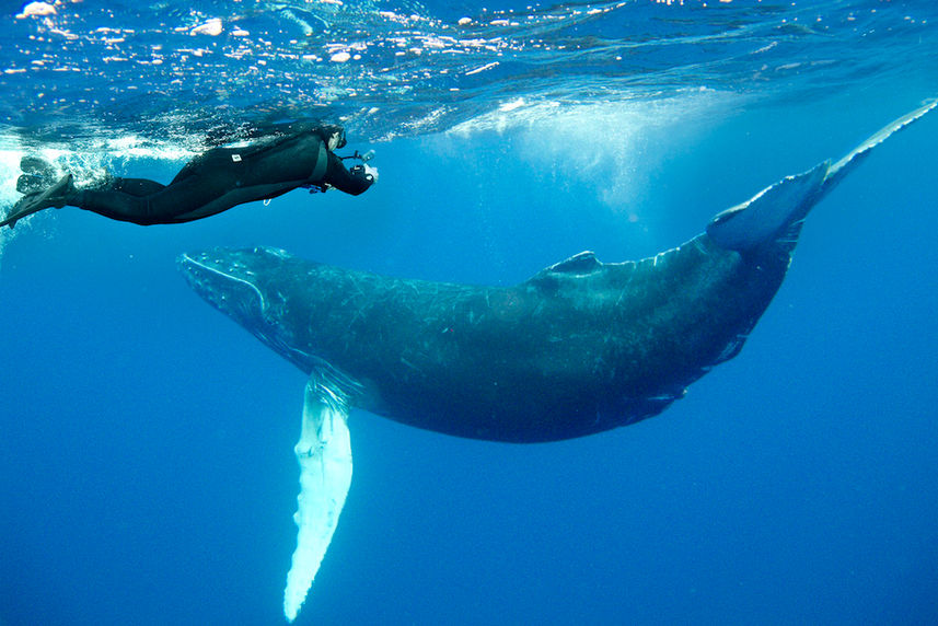 Humpback Whales Socorro Mexico