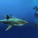 Great White Sharks Mexico