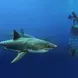 Great White Sharks Mexico