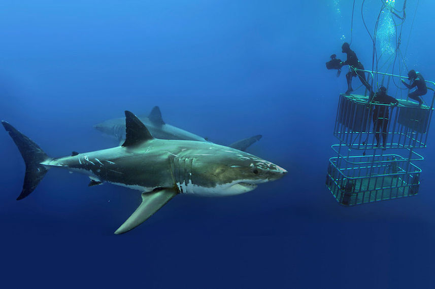 Shark - Nautilus Under Sea