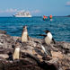 Galapagos Penguins - Galapagos Sea Star