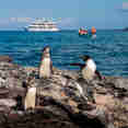 Galapagos Penguins - Galapagos Sea Star