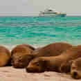Lions de mer  - Seaman Journey