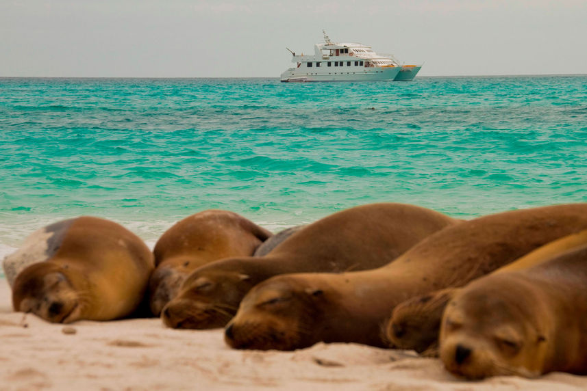 Sealions - Seaman Journey