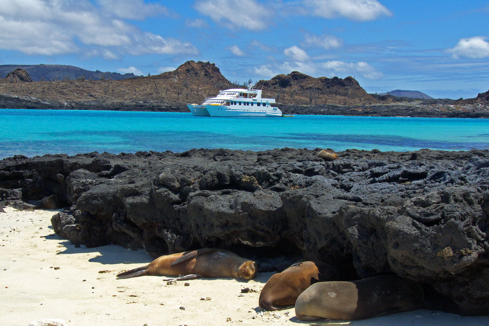 Resting sealions