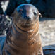 Sleepy Galapagos Sea Lions