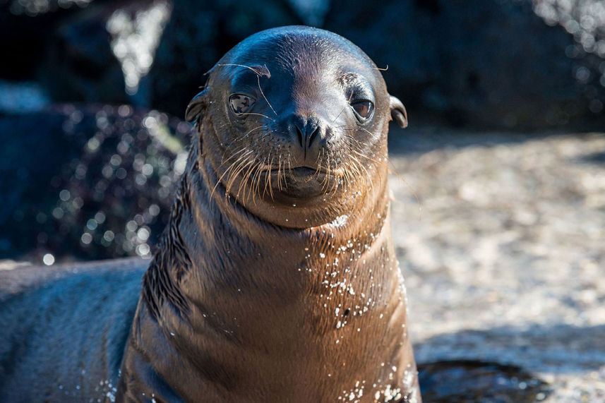 Sleepy Galapagos Sea Lions