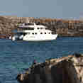Seaman Journey
