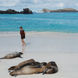 Sleepy Galapagos Sea Lions