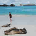 Lions de mer  - Seaman Journey
