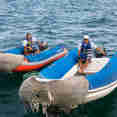Botes - Beagle