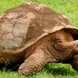 Giant Tortoise - Natural Paradise