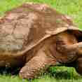 Tortue Géante  - Natural Paradise