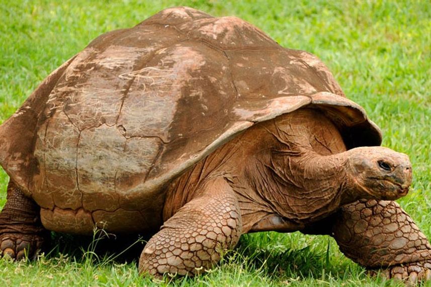 Giant Tortoise - Natural Paradise