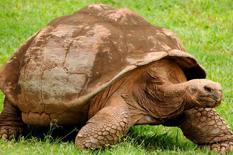 Reuzenschildpad - Natural Paradise
