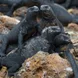 Marine Iguana