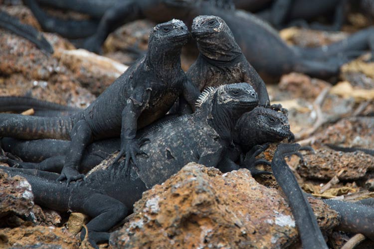 Marine Iguana