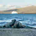 Marine Iguana