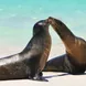 Sealions - Natural Paradise