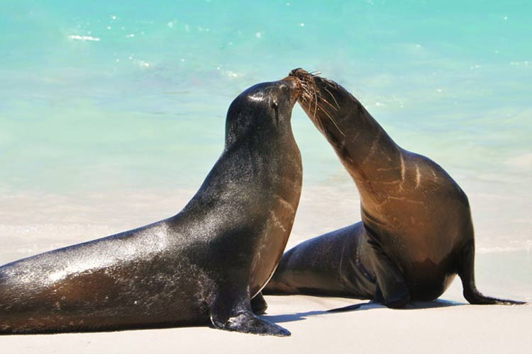 Sealions - Natural Paradise