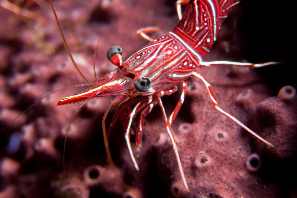 Shrimp Thailand