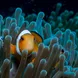 Clownfish Thailand