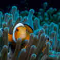 Clownfish Thailand
