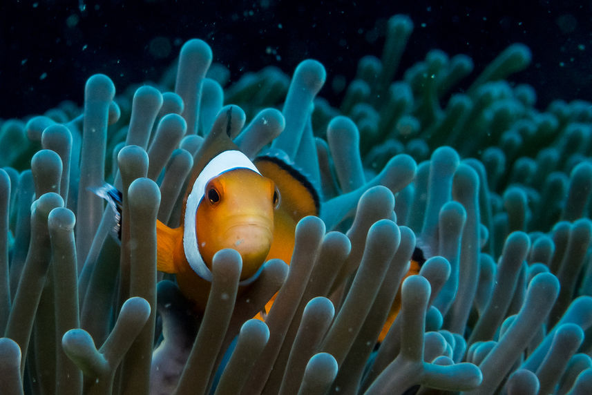 Clownfish Thailand