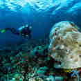 Diving