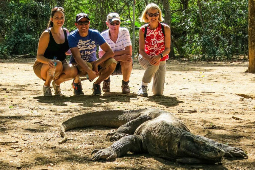 Dragão de Komodo - Manta Mae