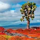 Galapagos Desert