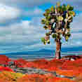 Galapagos Desert