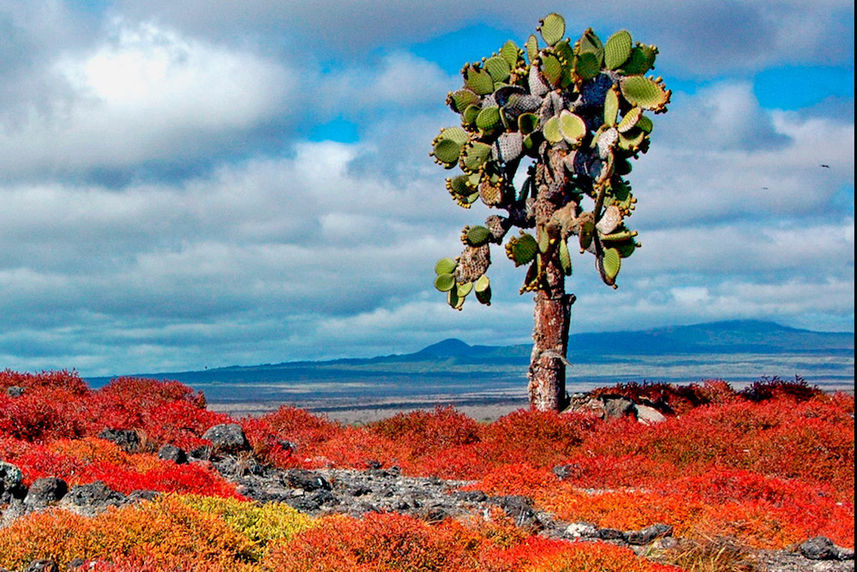 Galapagos Desert