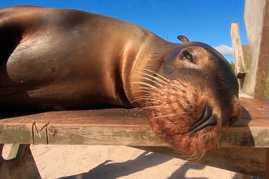 Leones de mar  - Tip Top II