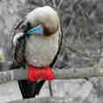 Red Footed Boobie - Galapagos