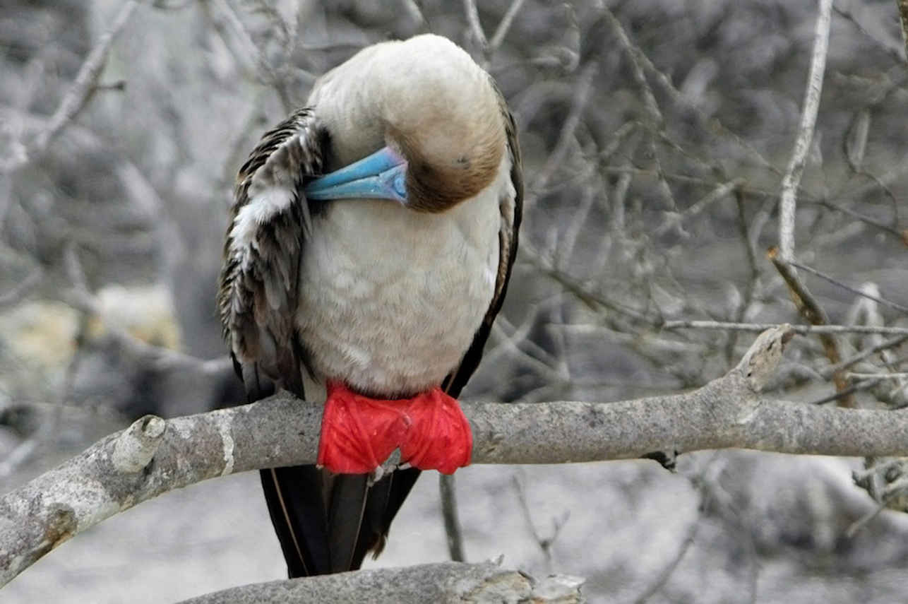 Red Footed Boobie - Galapagos