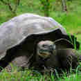 Giant Tortoise - Santa Cruz