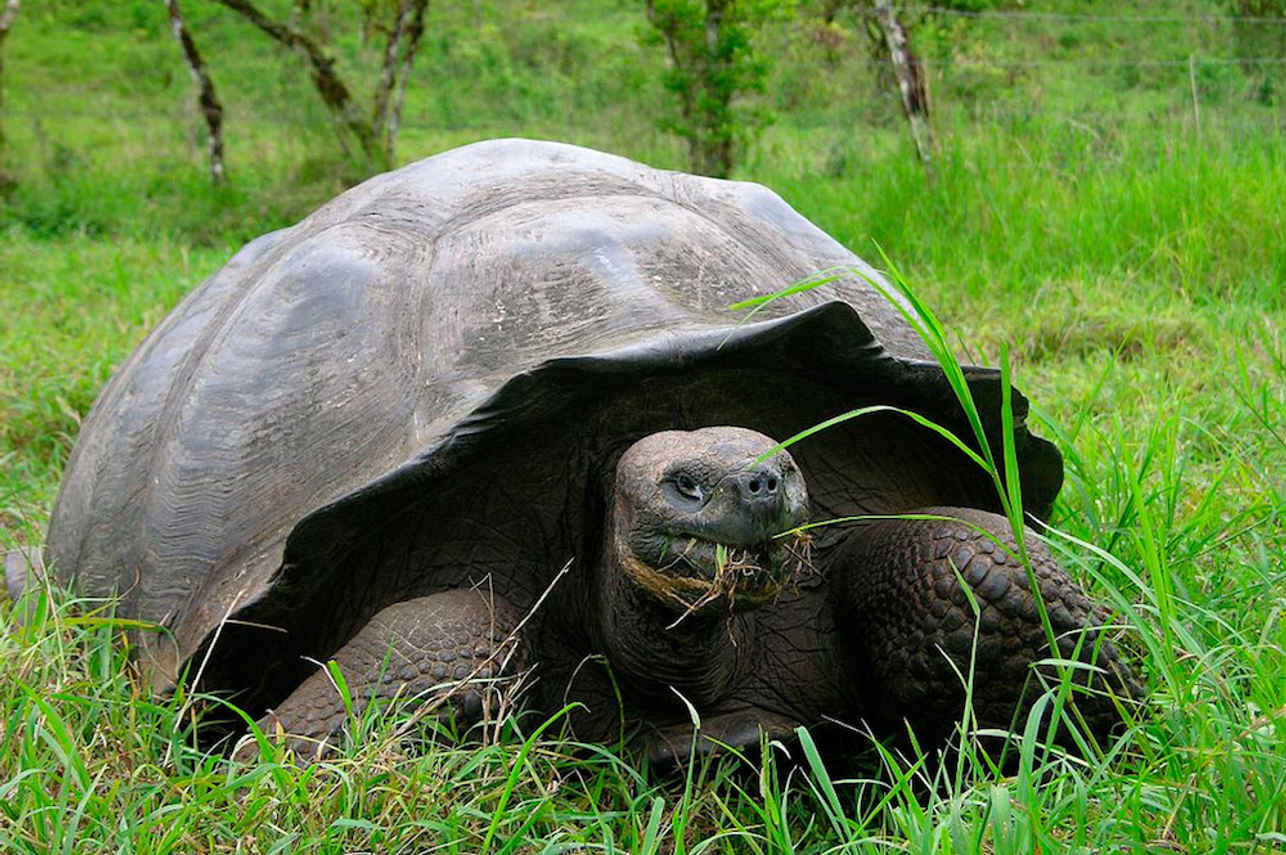 Giant Tortoise - Santa Cruz