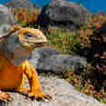Iguana - Santa Fe Island