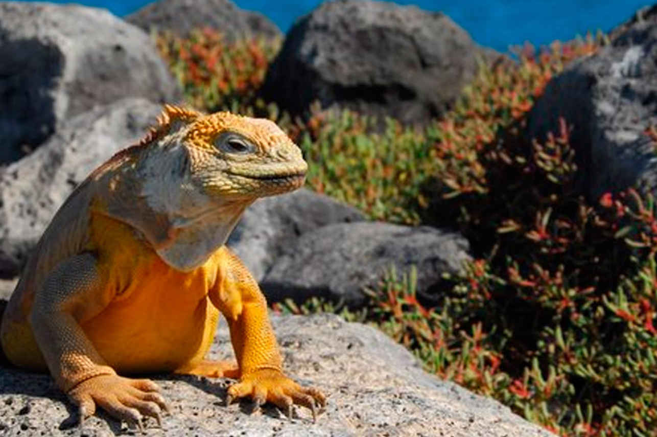 Iguana - Santa Fe Island