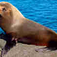Sea Lion at Santiago Island Galapagos