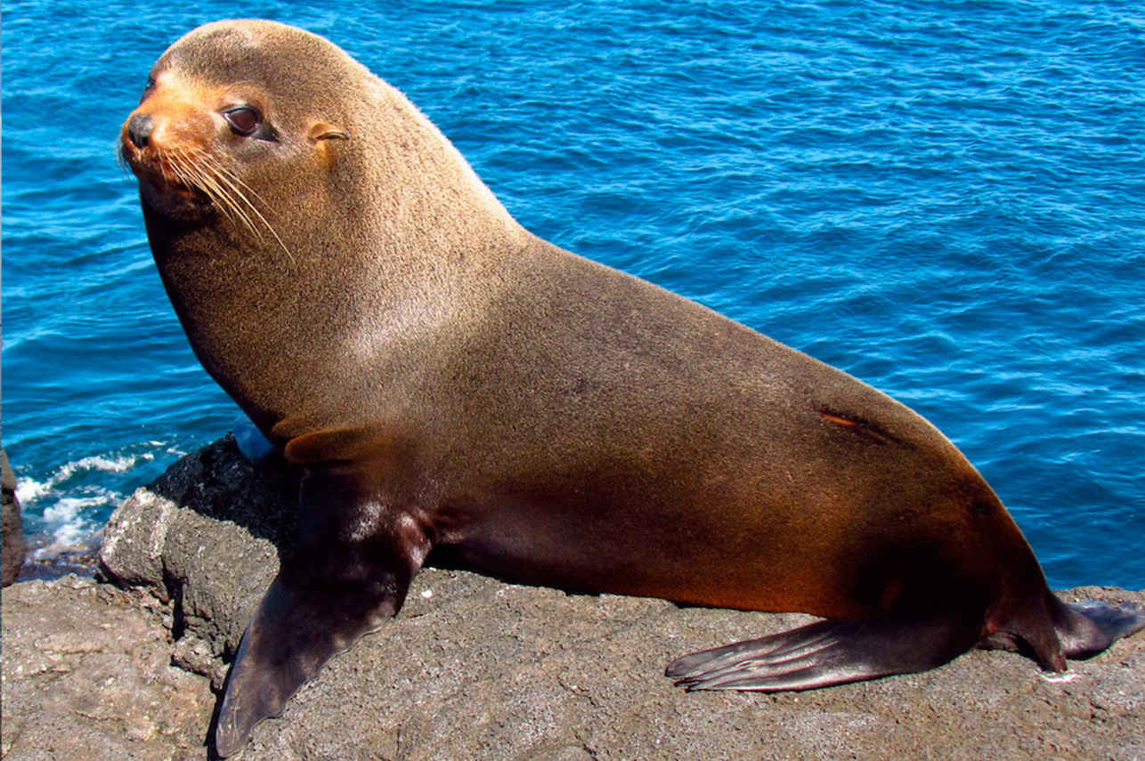 Sea Lion at Santiago Island Galapagos