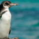 Pingouins - Tip Top IV