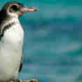 Penguins - Tip Top IV