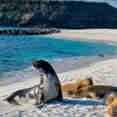 Sealions - Tip Top IV