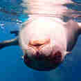 Snorkelling with playful sea lions in the Galapagos